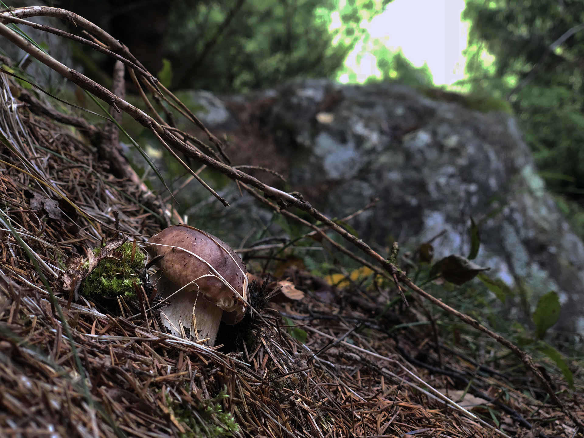 quality mushrooms in the Valtellina woodlands
