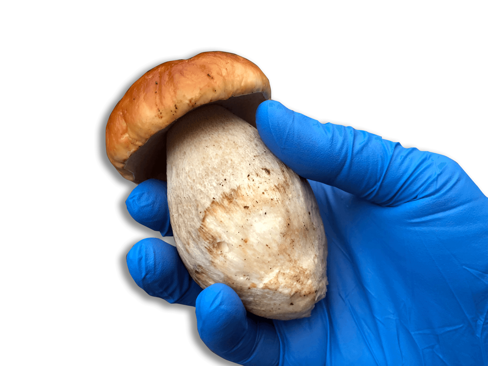 Controllo qualità su funghi